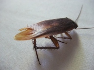 Cockroach About 5cm Long