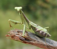 Pray Mantis In All Of Its Glory